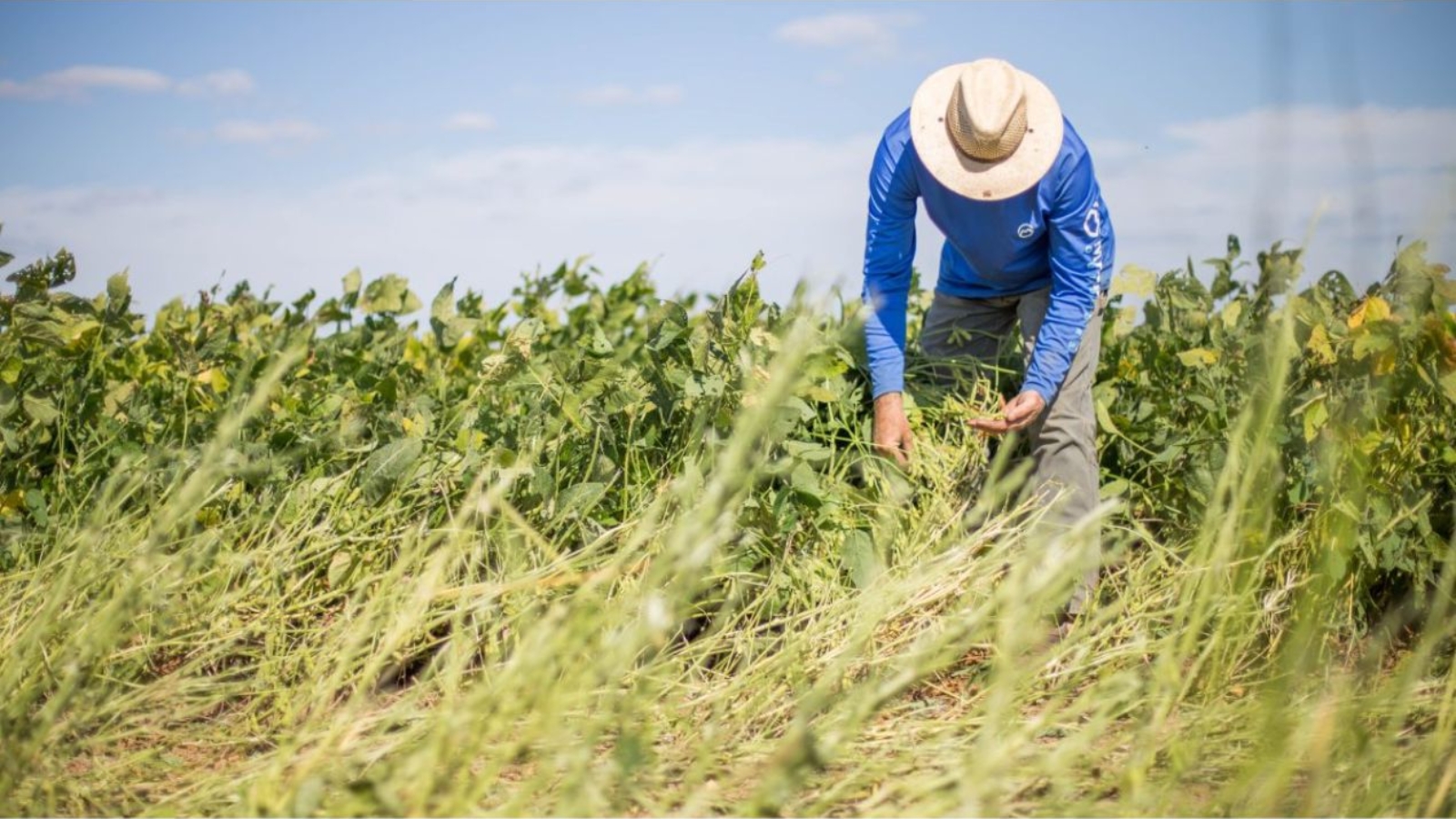 استقدام عمالة زراعية